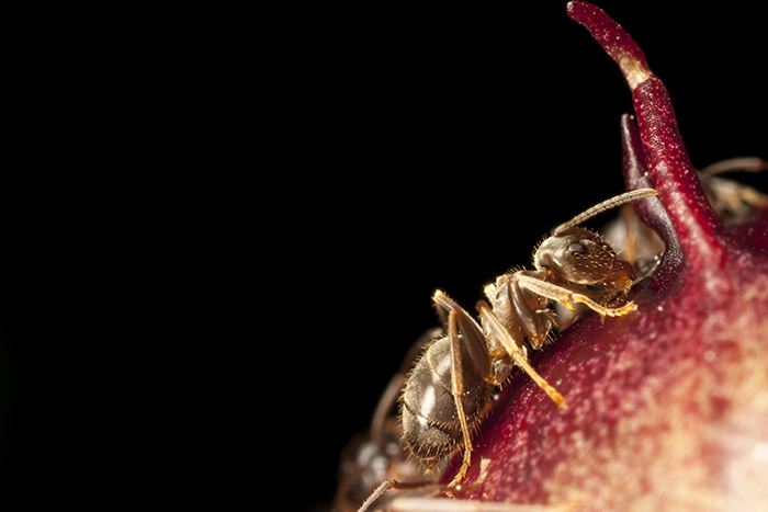 A Pharoahs Ant on a leaf