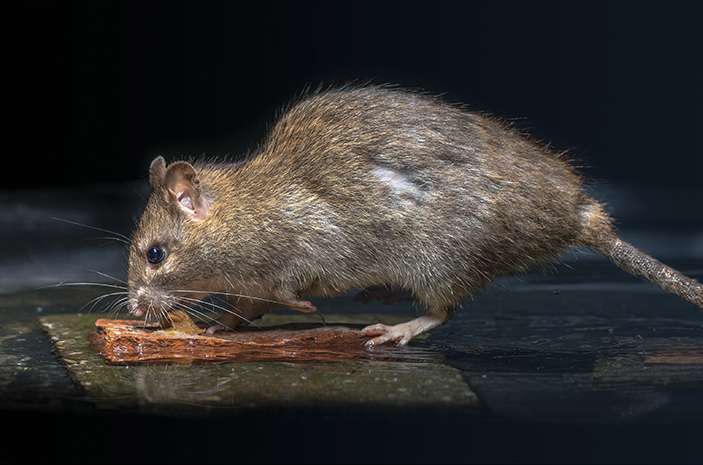 A rat eating food