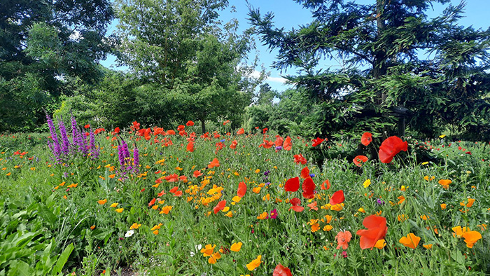 Euroflor Rainbow Annuals supplied by Origin Amenity Solution (OAS) used in a wildflower meadow for  Stratford-on-Avon District Council by contractors idverde
