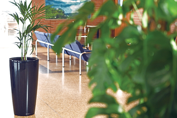 Office plants by phs Greenleaf in a reception area