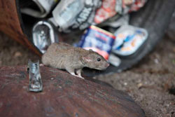a rat looking through rubbish